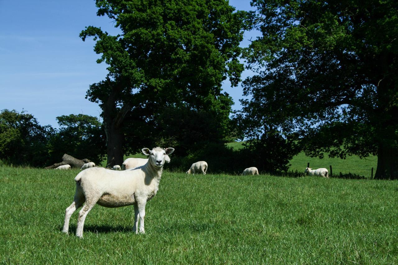 Clapham  Old Selden Farm B&B מראה חיצוני תמונה